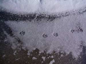 Bobcat Tracks Photo