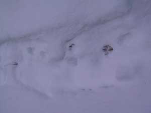 Coyote Tracks