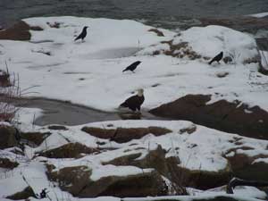 David Stills Eagle Photo 3