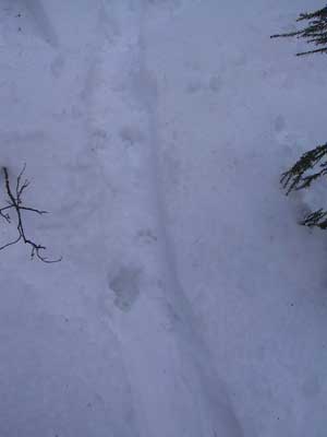 Otter Tracks Photo