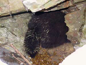 porcupine