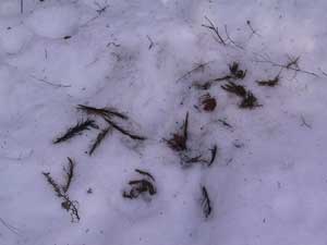 Remains of a kill