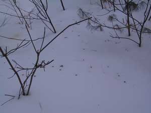 Snowshoe-Hare Scat Photo