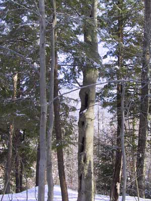 Tree House Picture