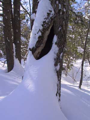 Tree House Picture2