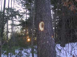 Woodpecker hole1 Photo