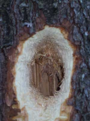 Woodpecker hole Photo