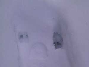 Whitetail Deer Tracks