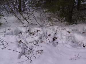 Whitetail Deer Digging for Dinner