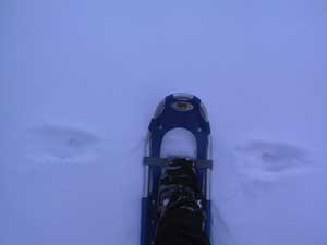 fisher cat loop