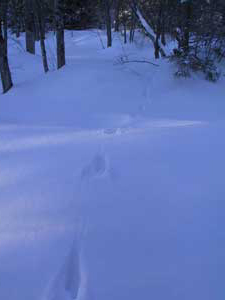 fisher cat lope2