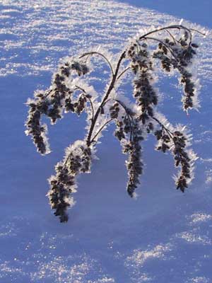 frost on weeds