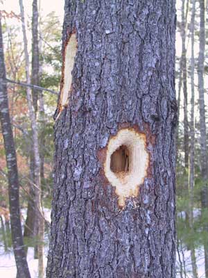 Woodpecker hole in pine tree