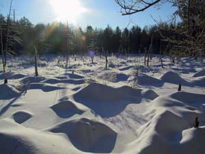 Trail across spider bog