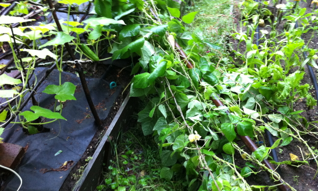 picture of damaged garden