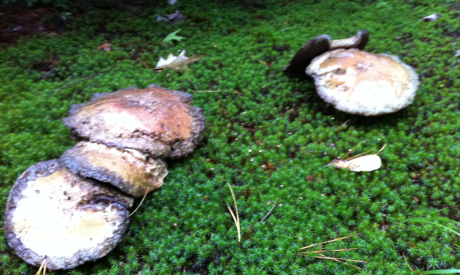 large mushrooms