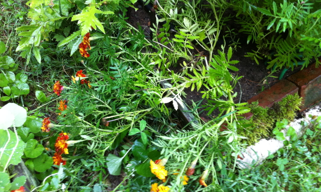 picture of shredded marigold